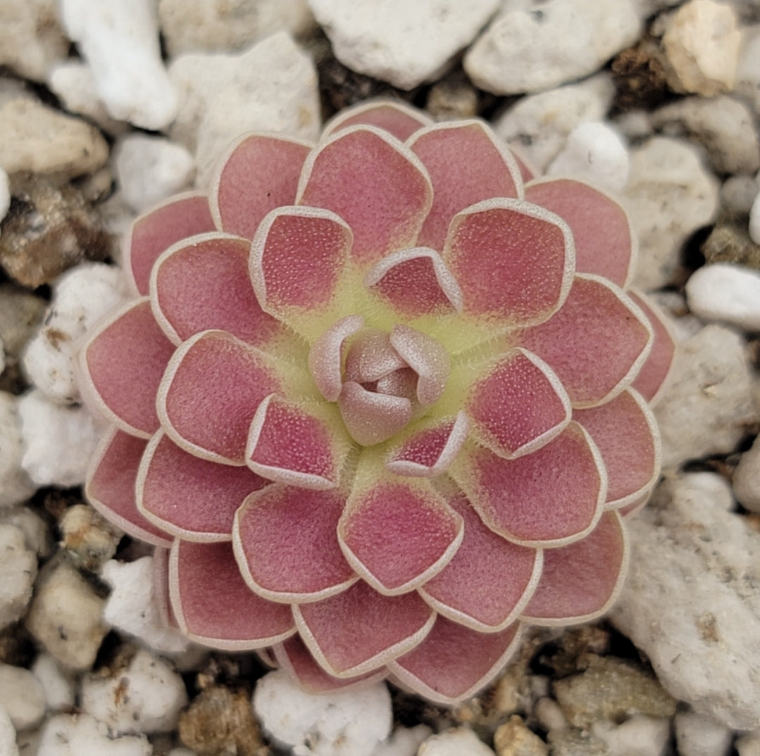 Pinguicula (Butterworts)