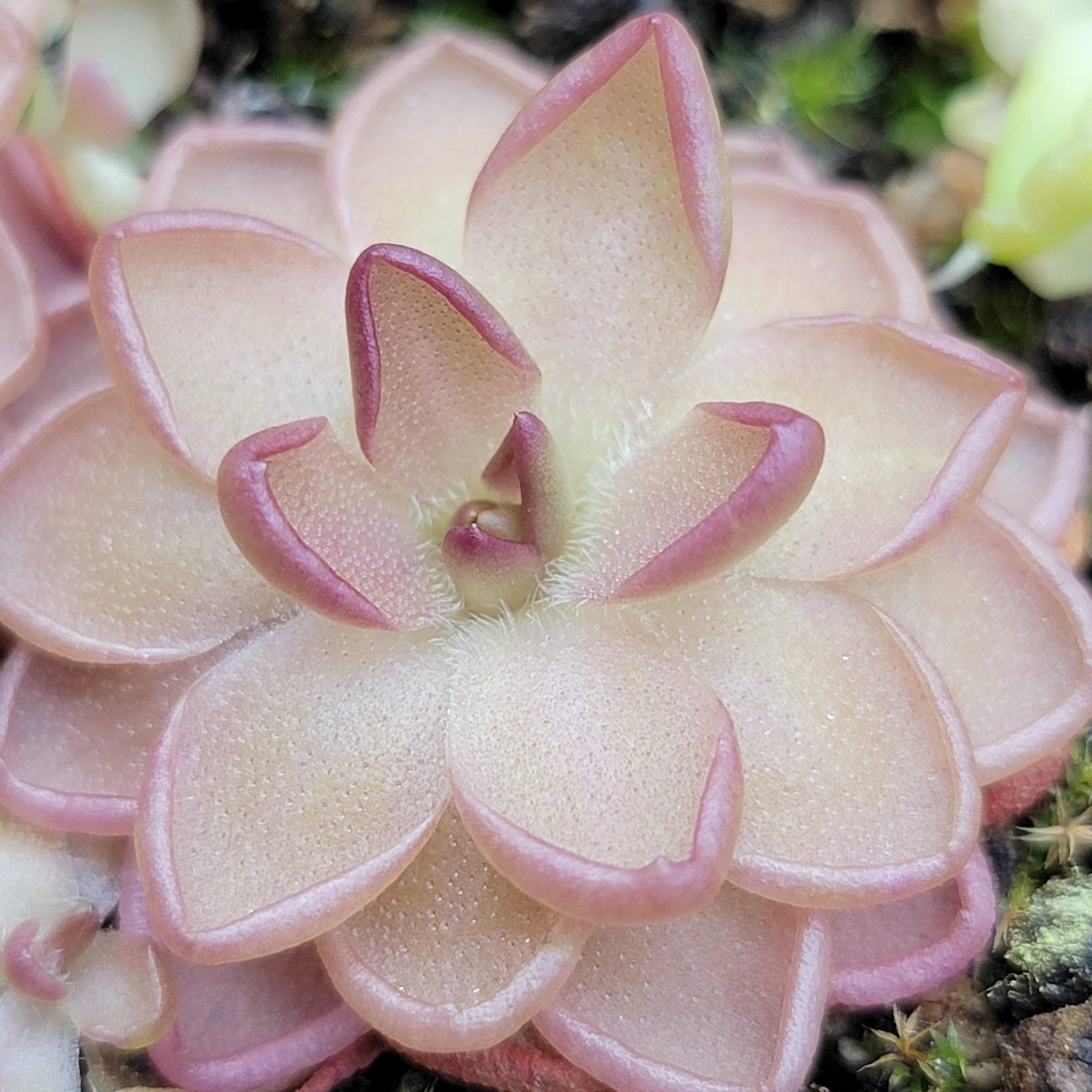 RainbowCarnivorousplants Pinguicula gracilis x laueana - Thumbnail 4