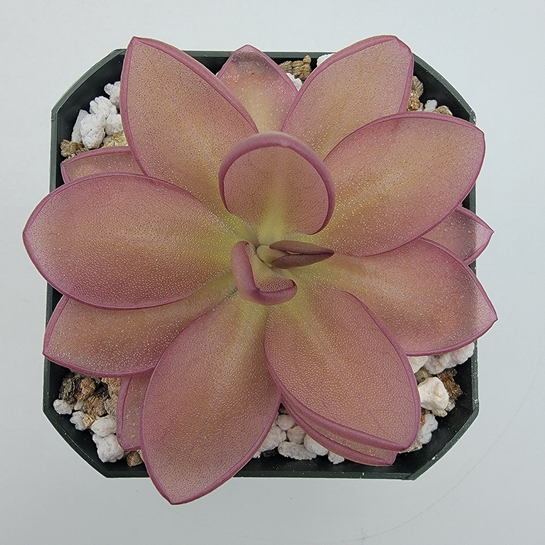 Pinguicula (Butterworts) – Plant Everything Carnivorous