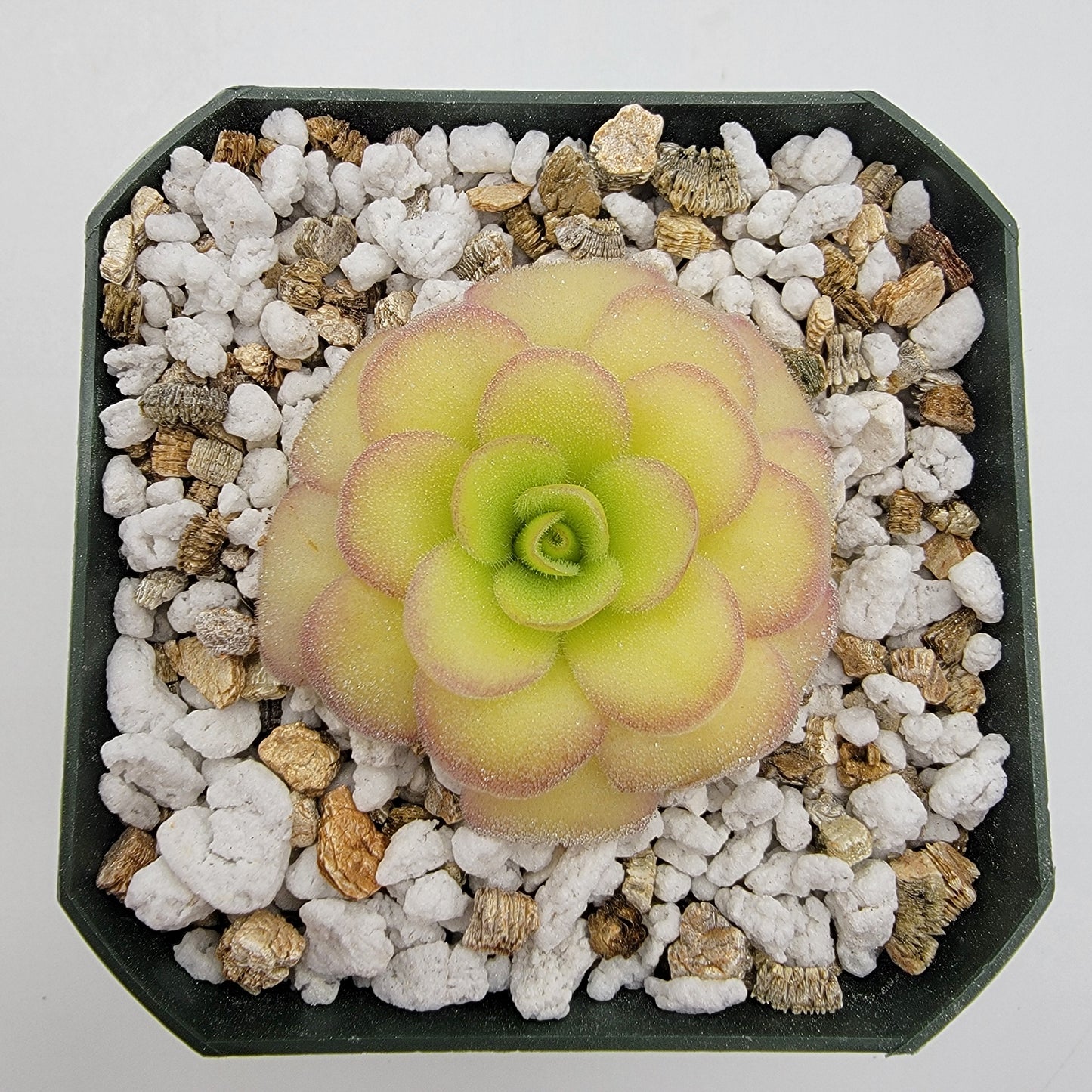 Pinguicula agnata 'El Lobo' x 'Huahuapan'