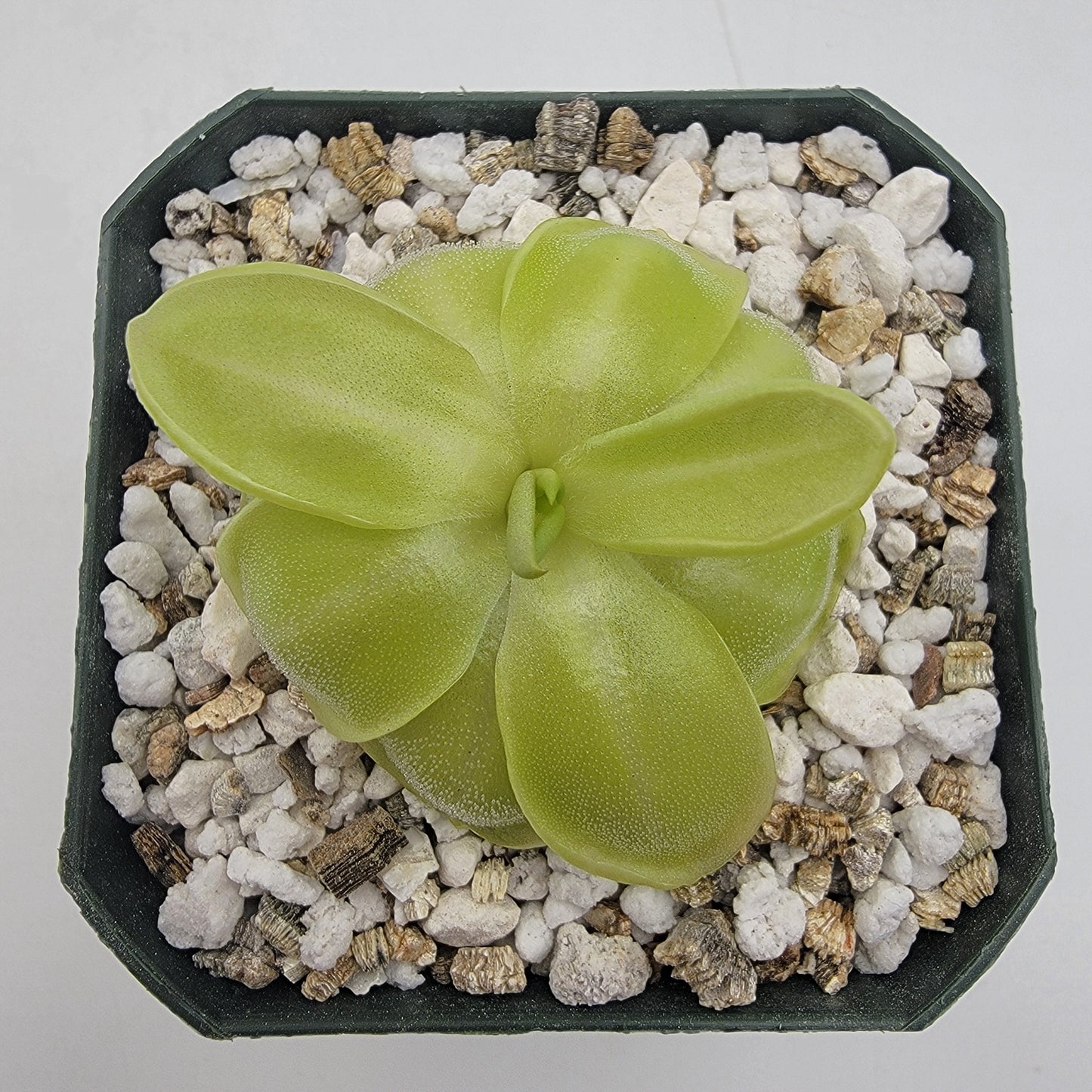 Pinguicula moranensis var. neovolcanica {El Velo de Novia, Valle de Bravo, Mex}