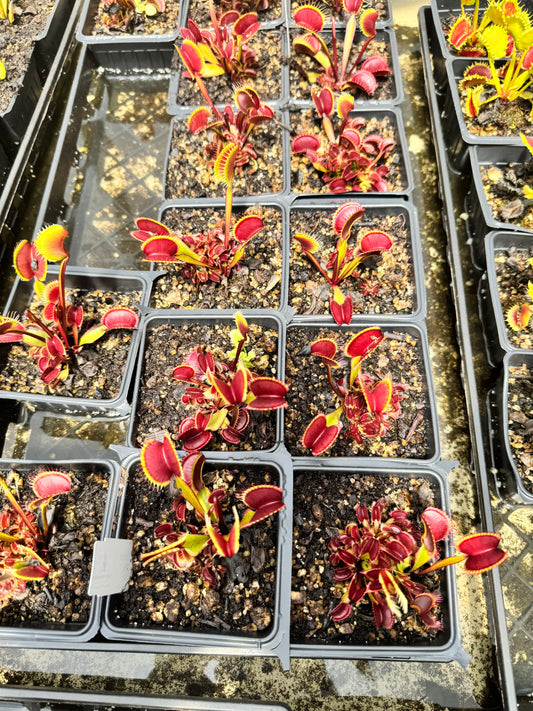 Dionaea - “Maroon Monster”