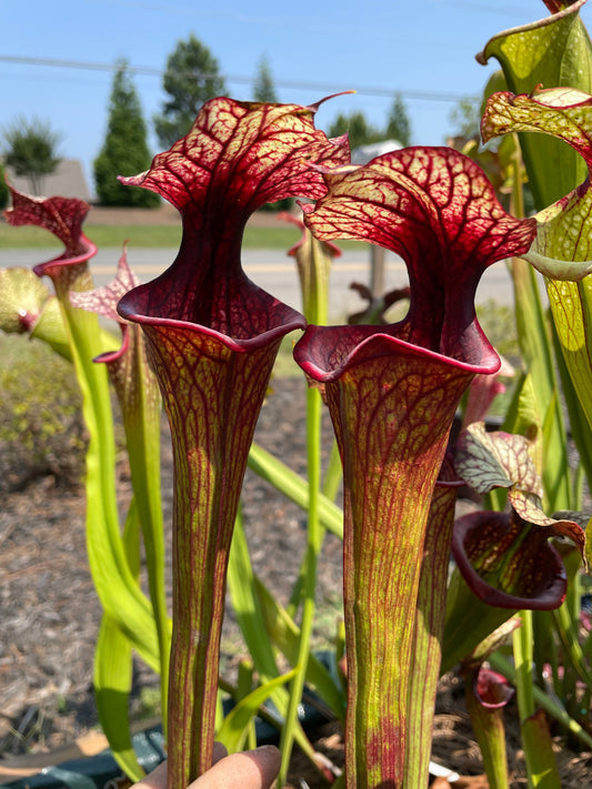 Sarracenia - Leah Wilkerson x Royal Ruby