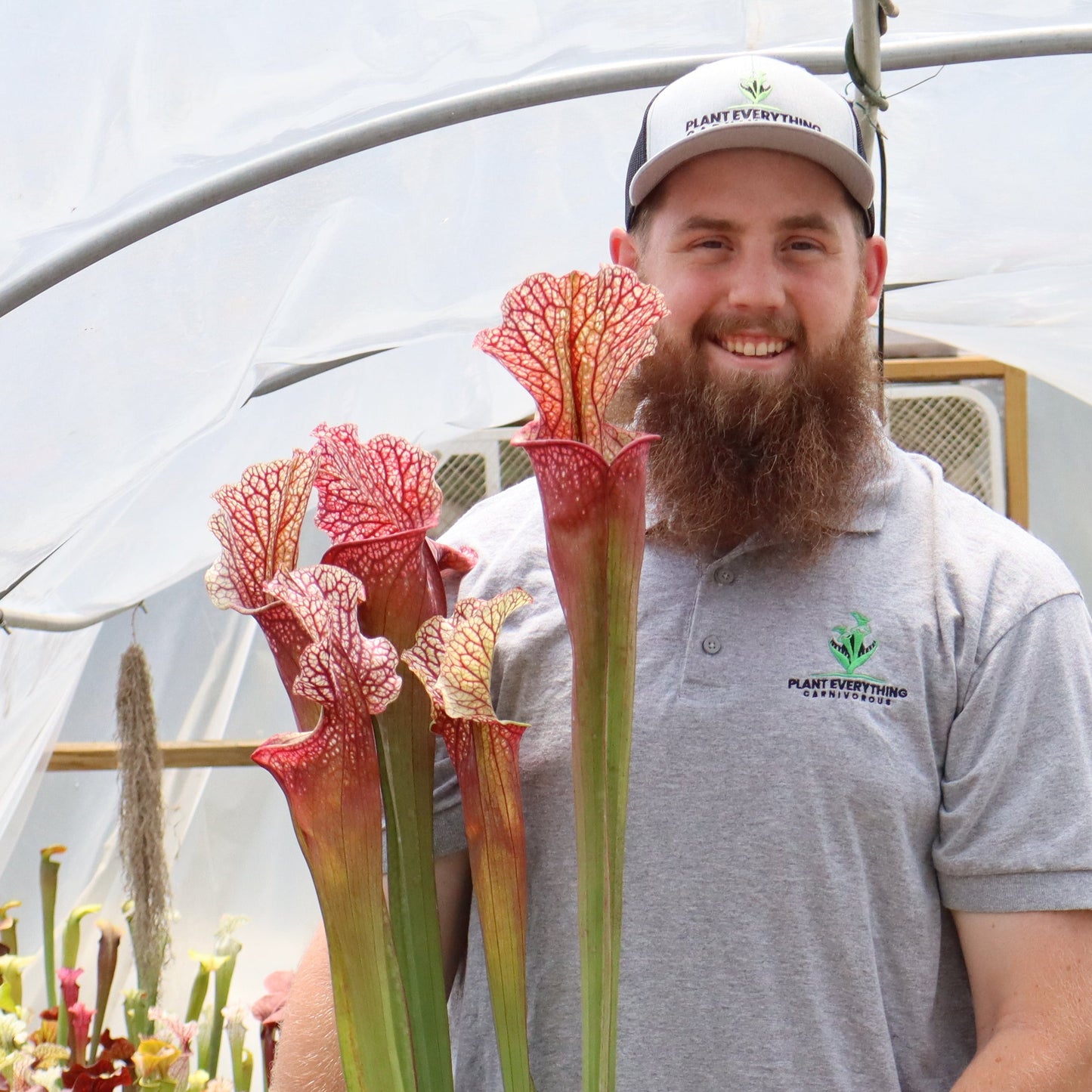 Sarracenia - “Patriot”