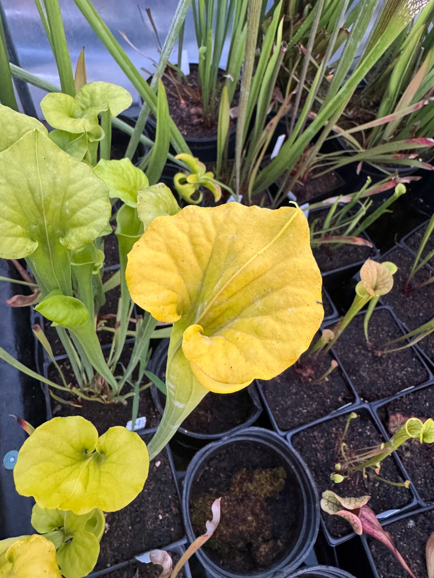 Sarracenia - Flava “Goldie” Small