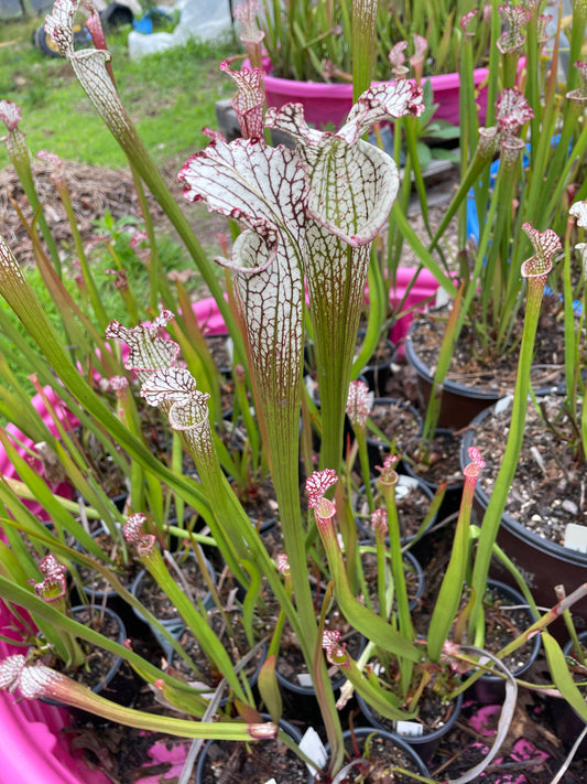 Leucophylla