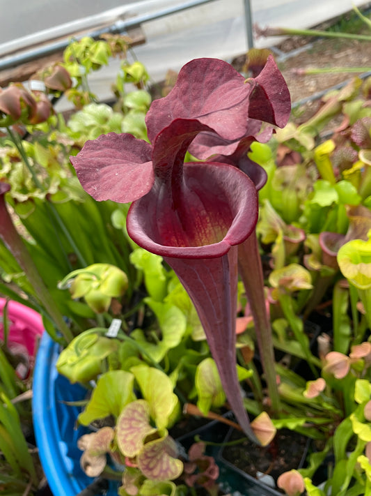 Sarracenia - “Cornerstone”