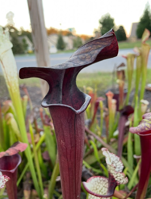 Sarracenia - Black Widow