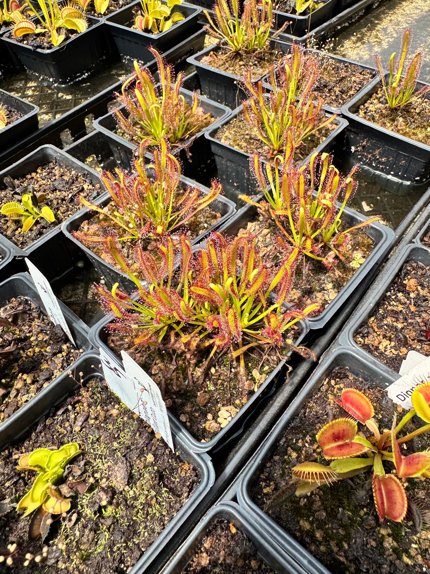 Drosera - Capensis