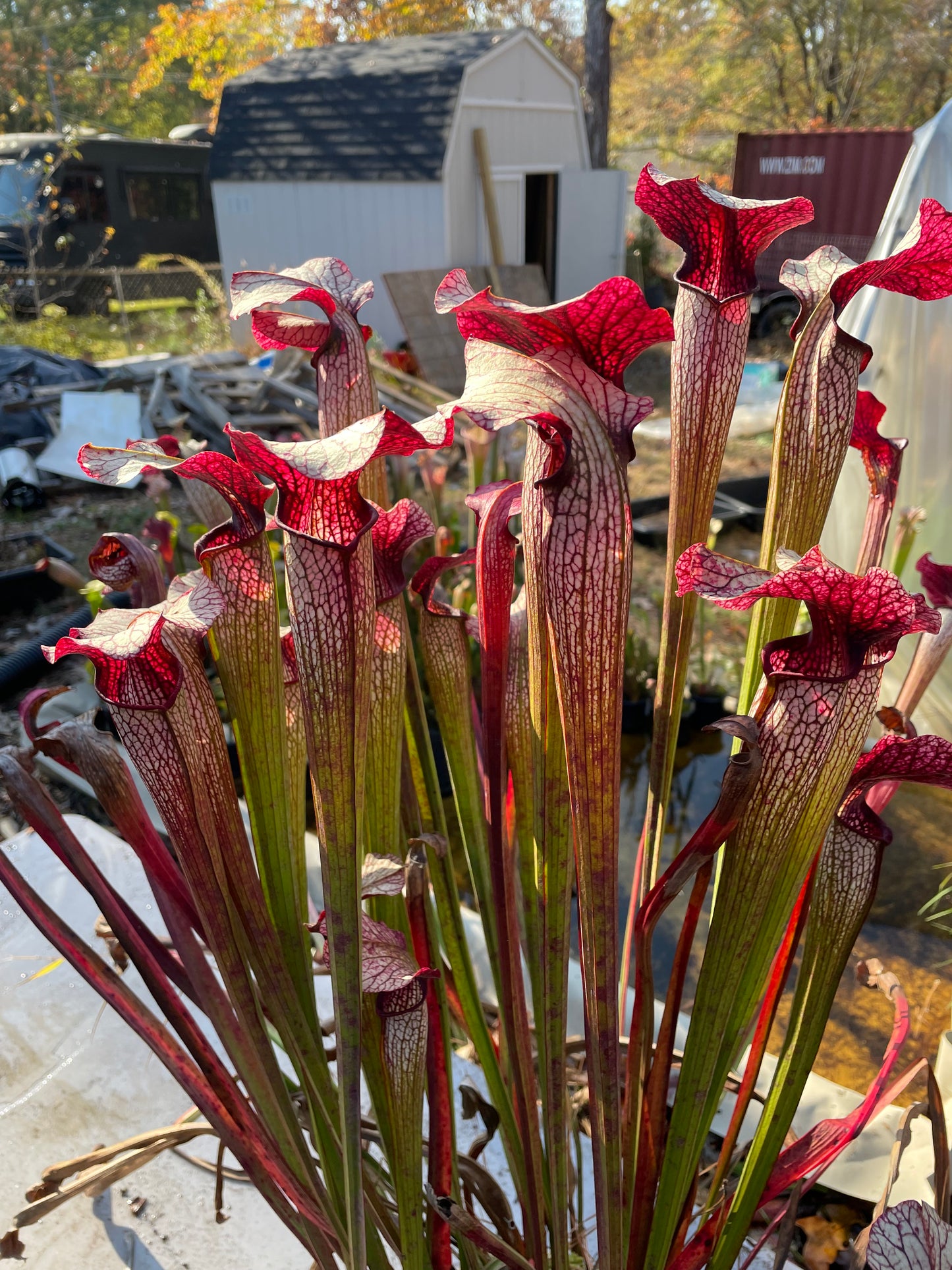 Sarracenia - “Yomamallama” - Aerolata