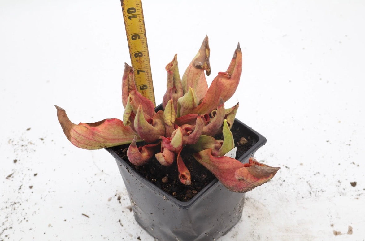Sarracenia - “Smurf”
