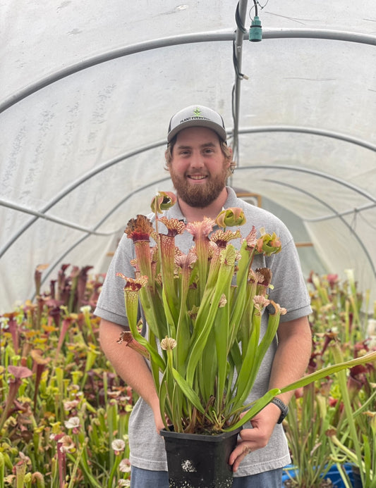 Sarracenia - Emily