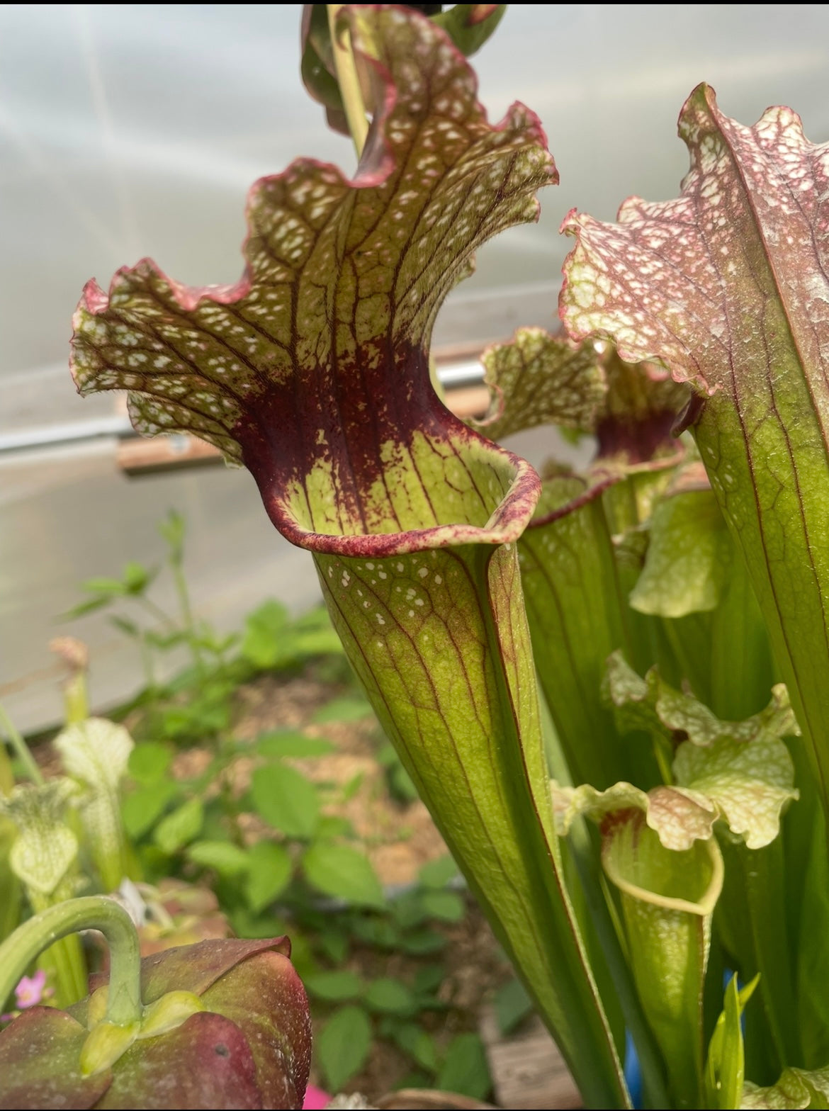 Sarracenia - Emily