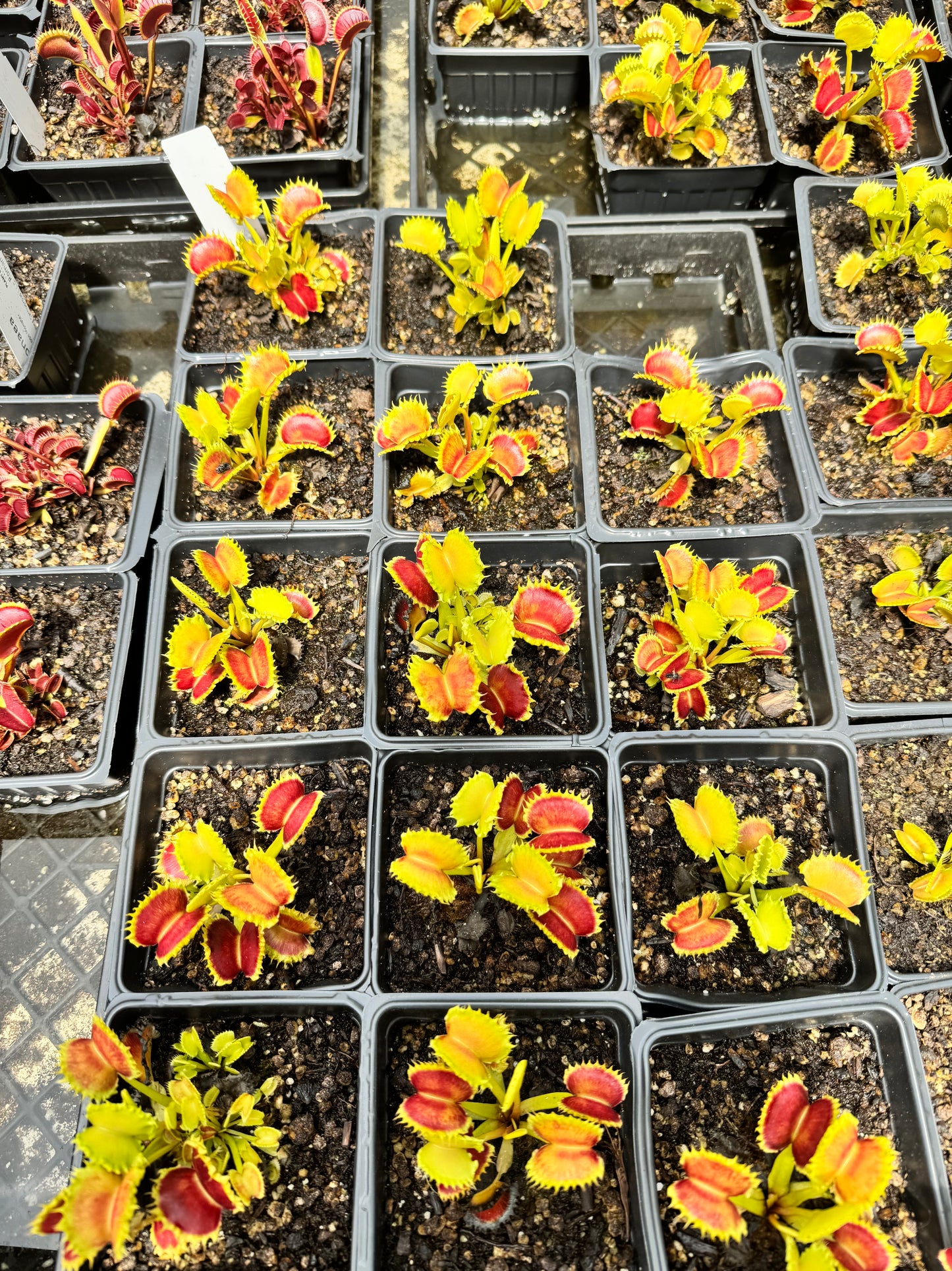 Dionaea - Chinese Dumpling