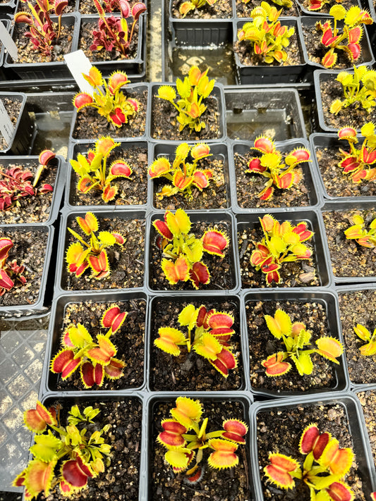 Dionaea - Chinese Dumpling