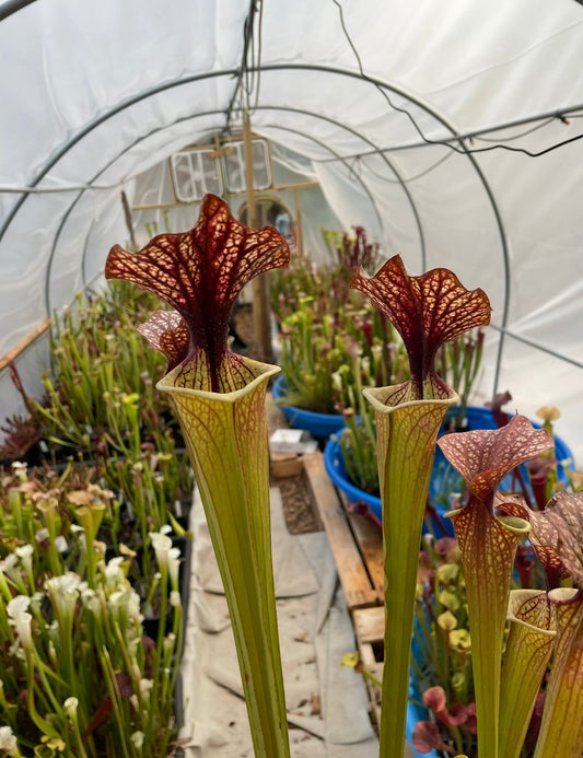Sarracenia - Flava Carmelita X Leah Wilkerson