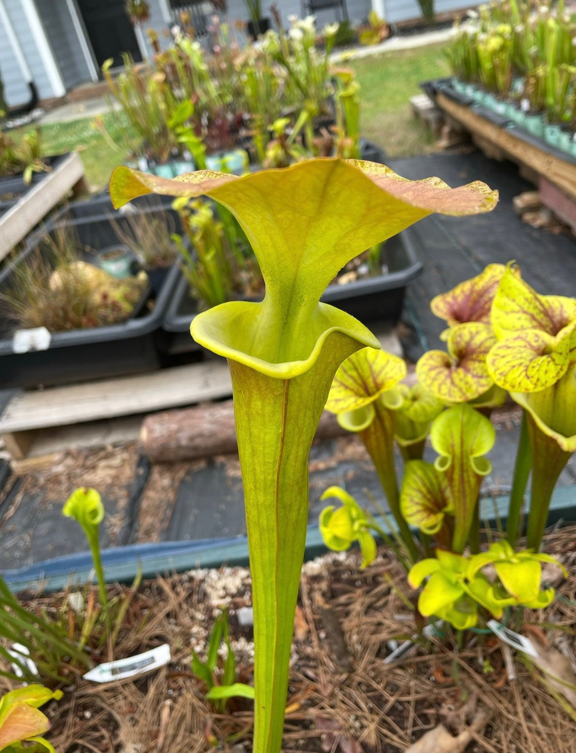 Sarracenia - Flava “Supermax”