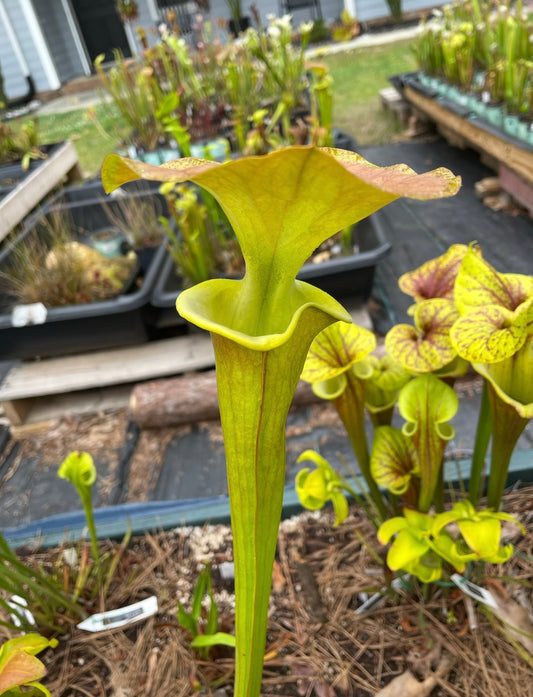 Sarracenia - Flava “Supermax”