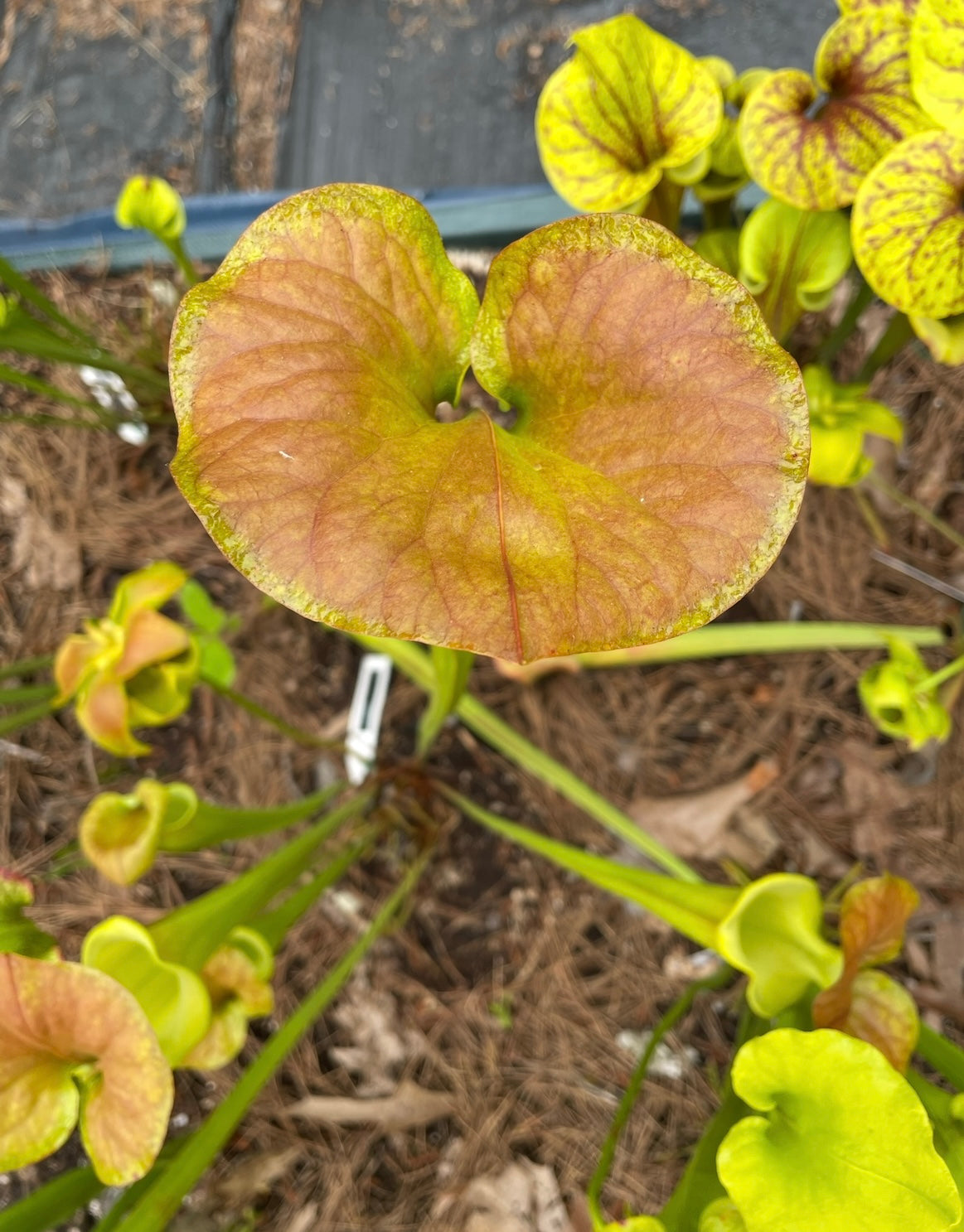 Sarracenia - Flava “Supermax”