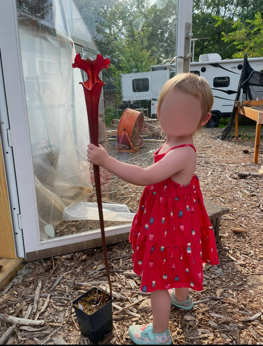 Sarracenia - Alucard