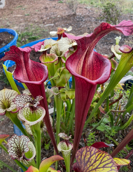 Sarracenia - Saxapahaw