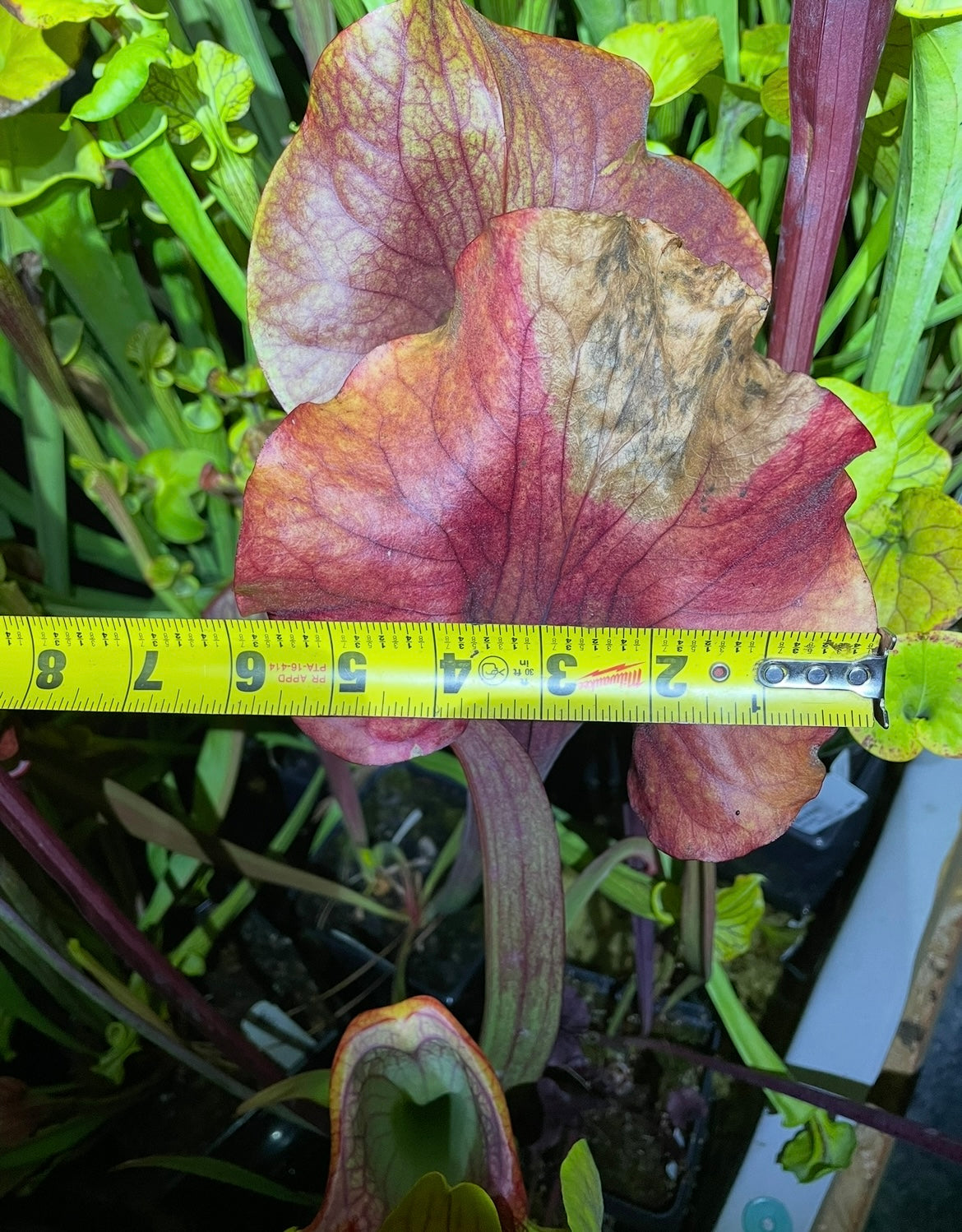 Sarracenia - “Potty Mouth”