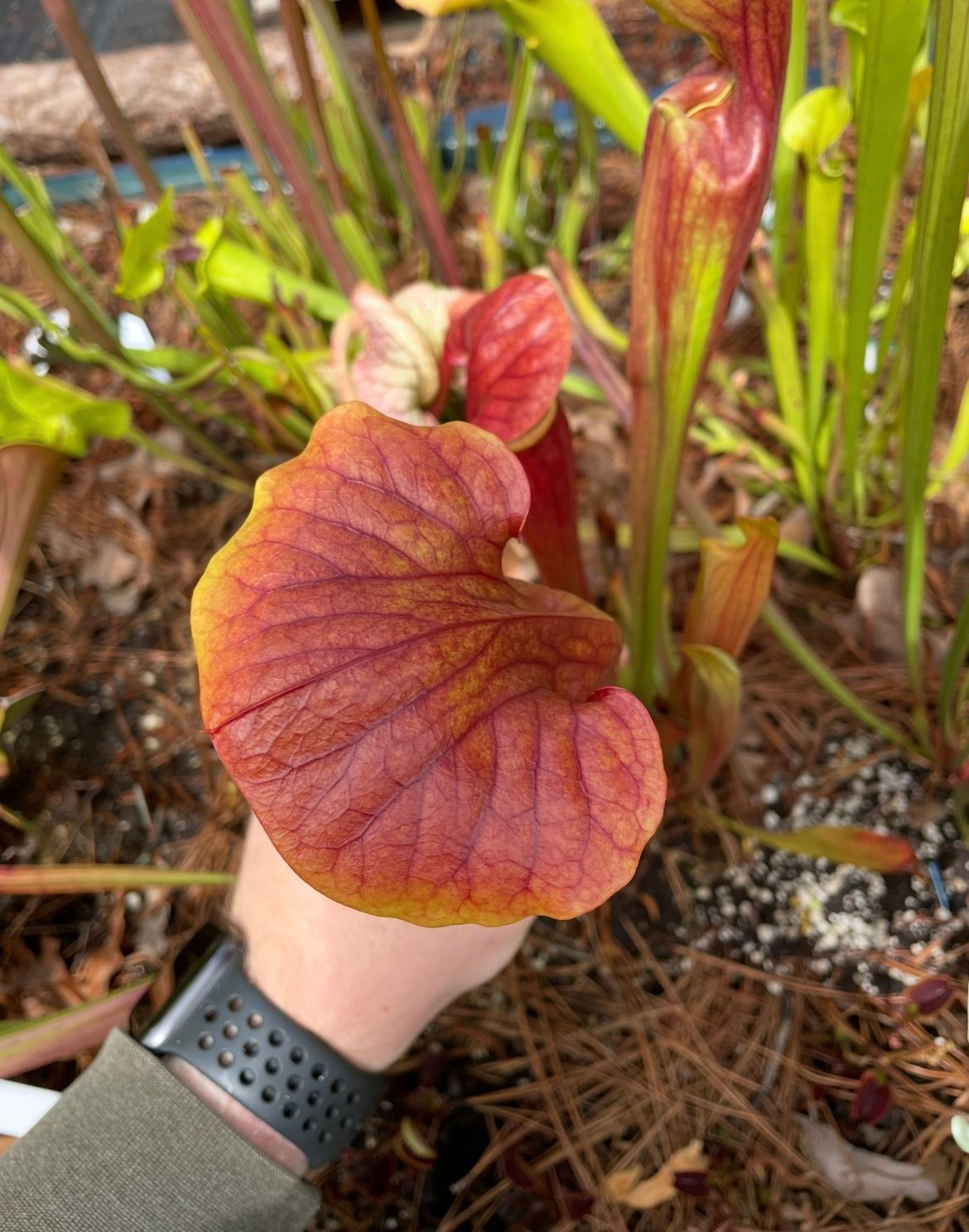 Sarracenia - Ares