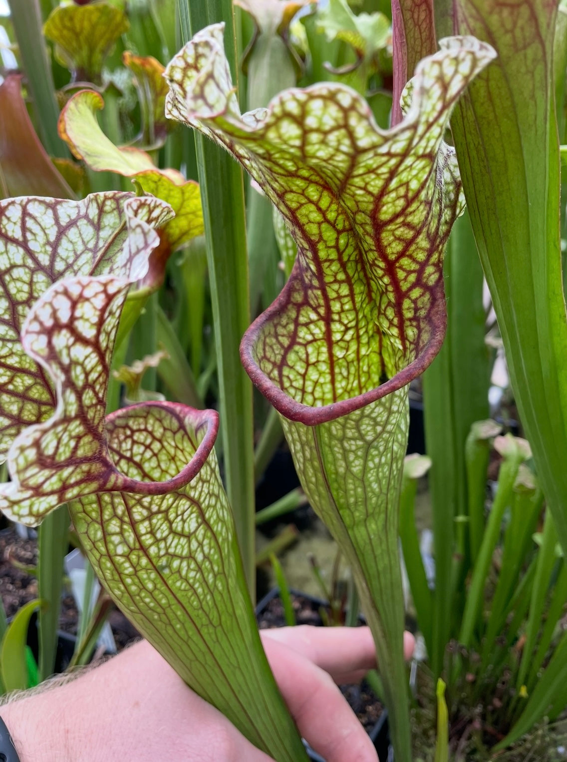 Sarracenia - “Stingray”
