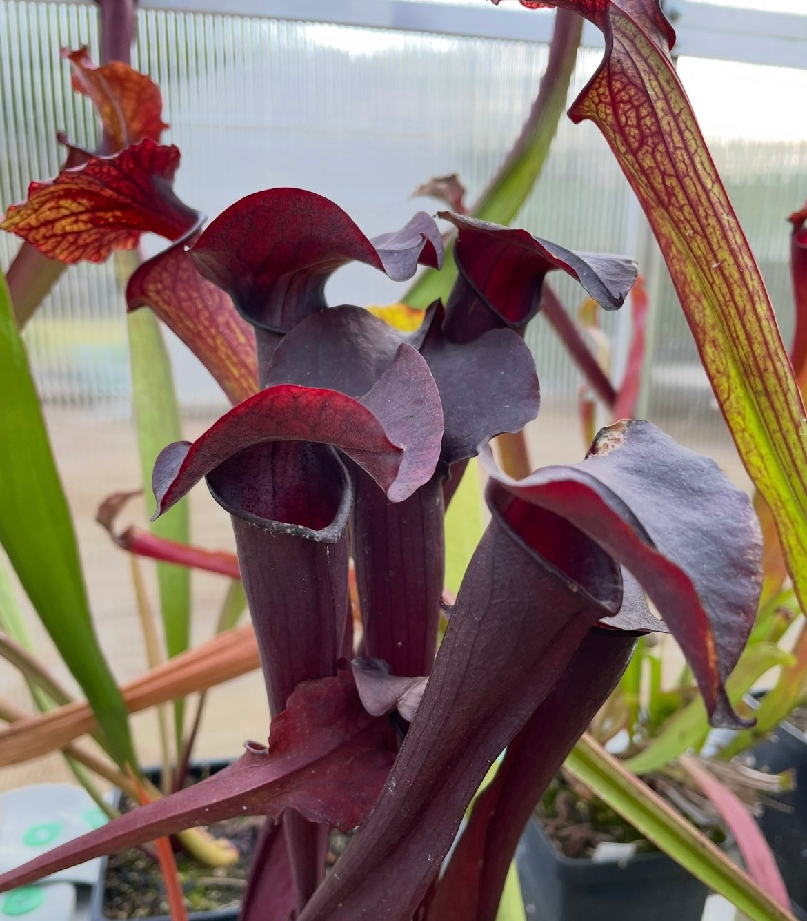 Sarracenia - “Kew Gardens”
