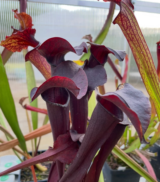 Sarracenia - “Kew Gardens”