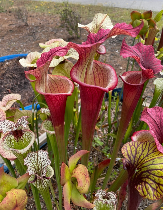 Sarracenia - Saxapahaw