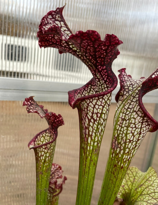 Sarracenia - Bouquet
