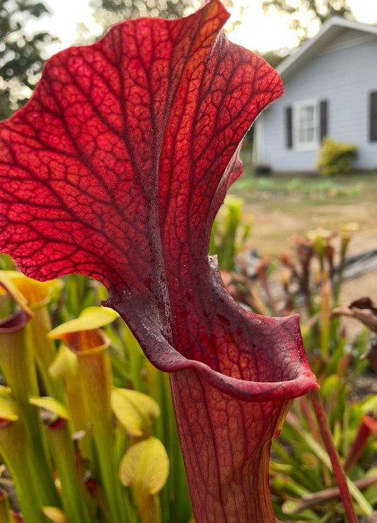Sarracenia - Reptilian Rose