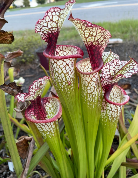 Sarracenia - “Lunchbox”