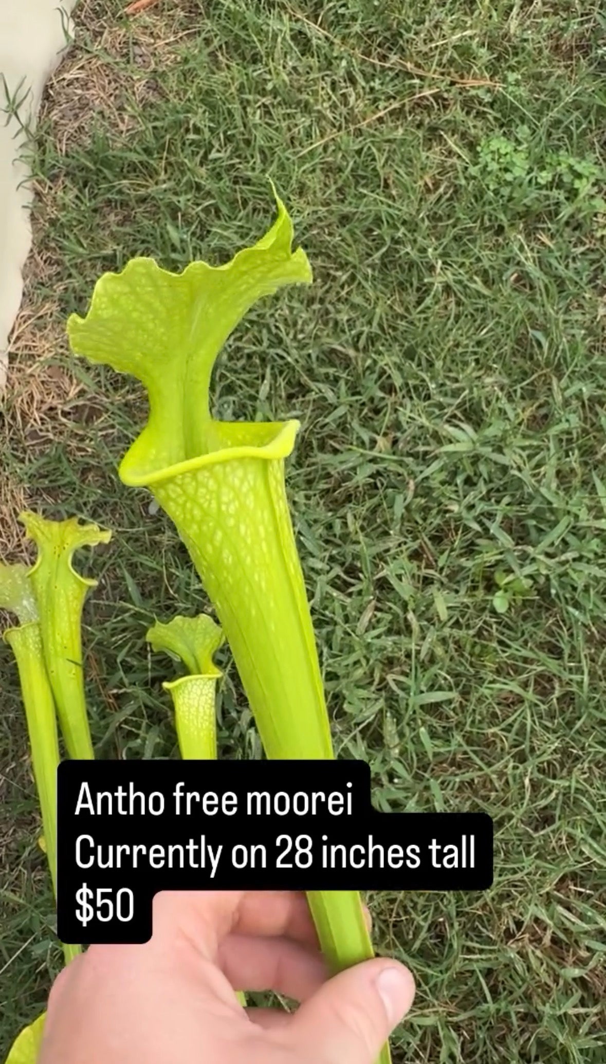 Anthocyanin Free Moorei - Cut Pitchers
