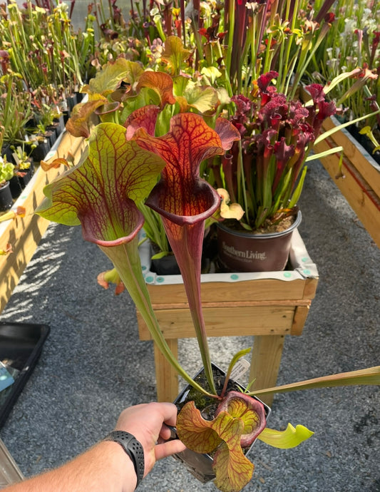 Sarracenia - “Potty Mouth”