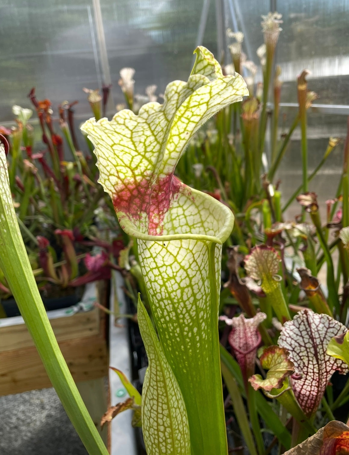 Sarracenia - Wilkersons White Knight
