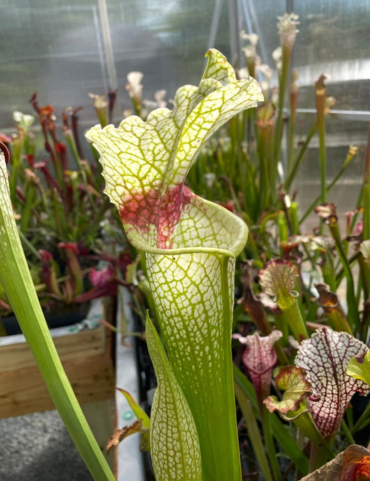 Sarracenia - Wilkersons White Knight