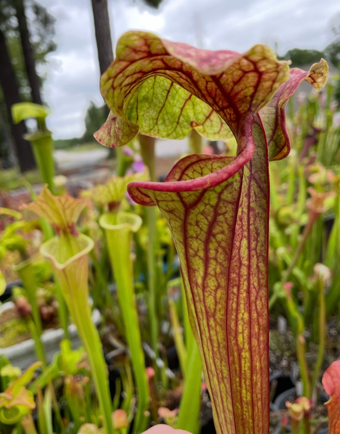 Sarracenia - “Red Tide”