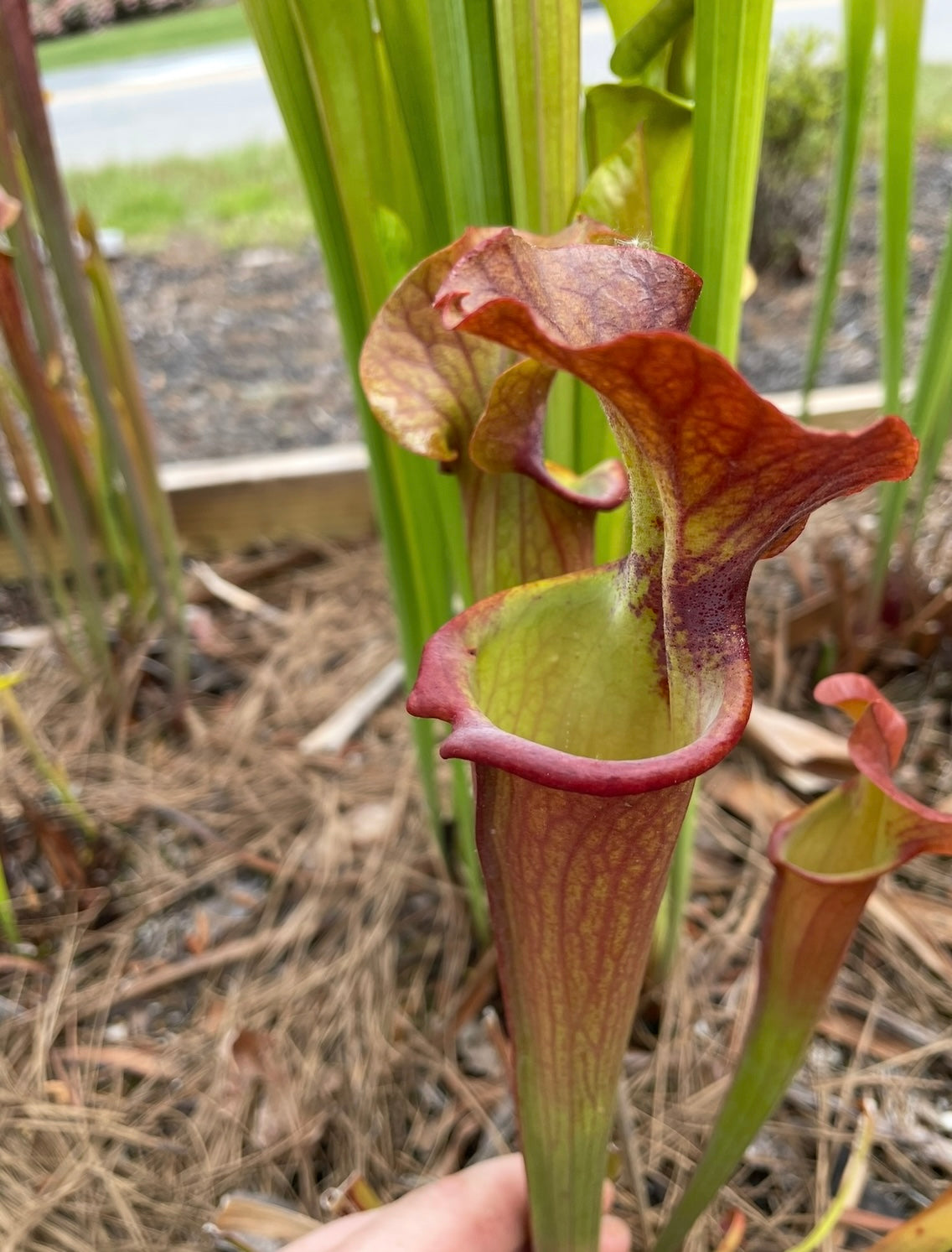 Sarracenia - “Duplicity”