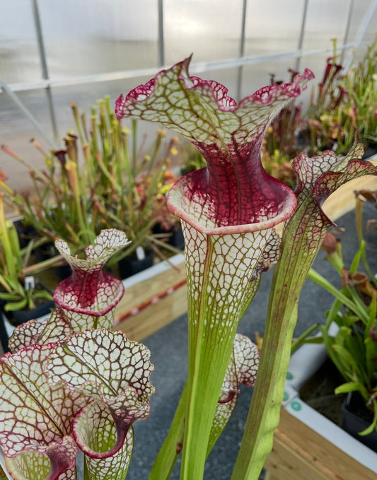 Sarracenia - Lunchbox X Wilkersons White Knight Clone 3