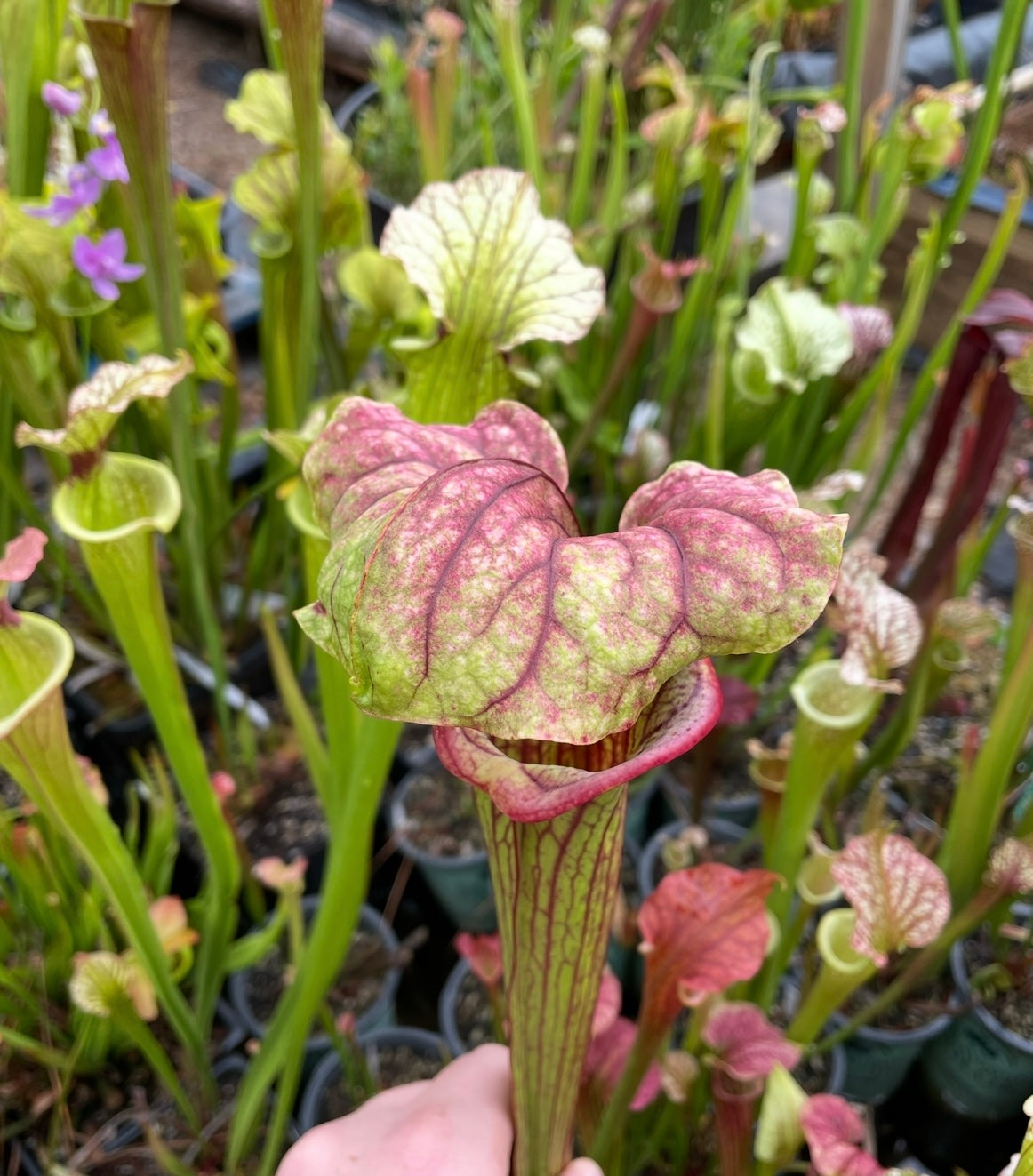 Sarracenia - “Red Tide”