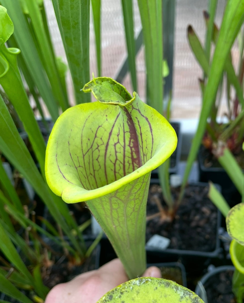 Sarracenia - Flava var Ornata “Lidless”