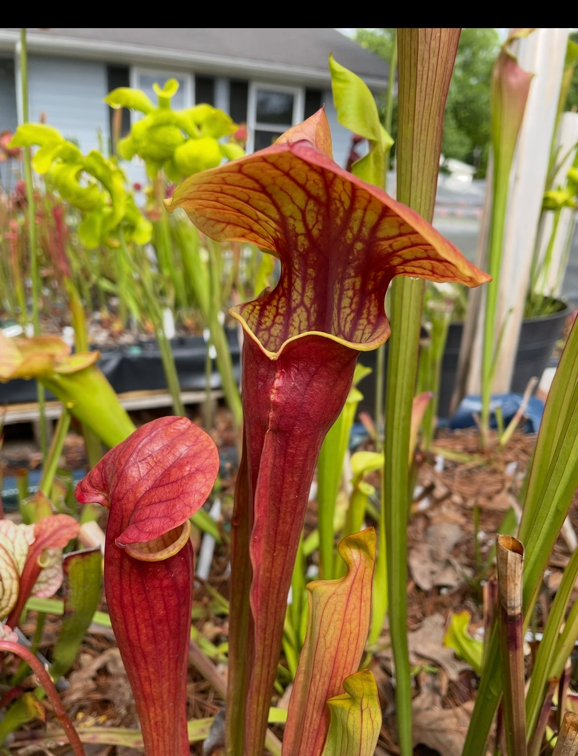 Sarracenia - Ares