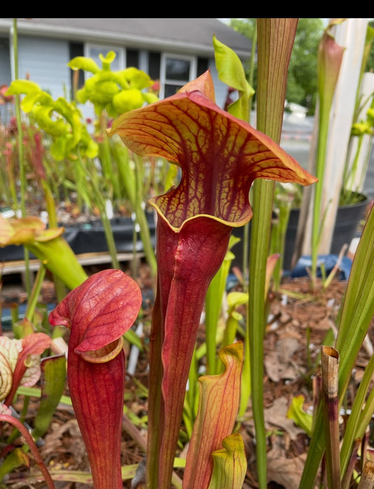 Sarracenia - Ares