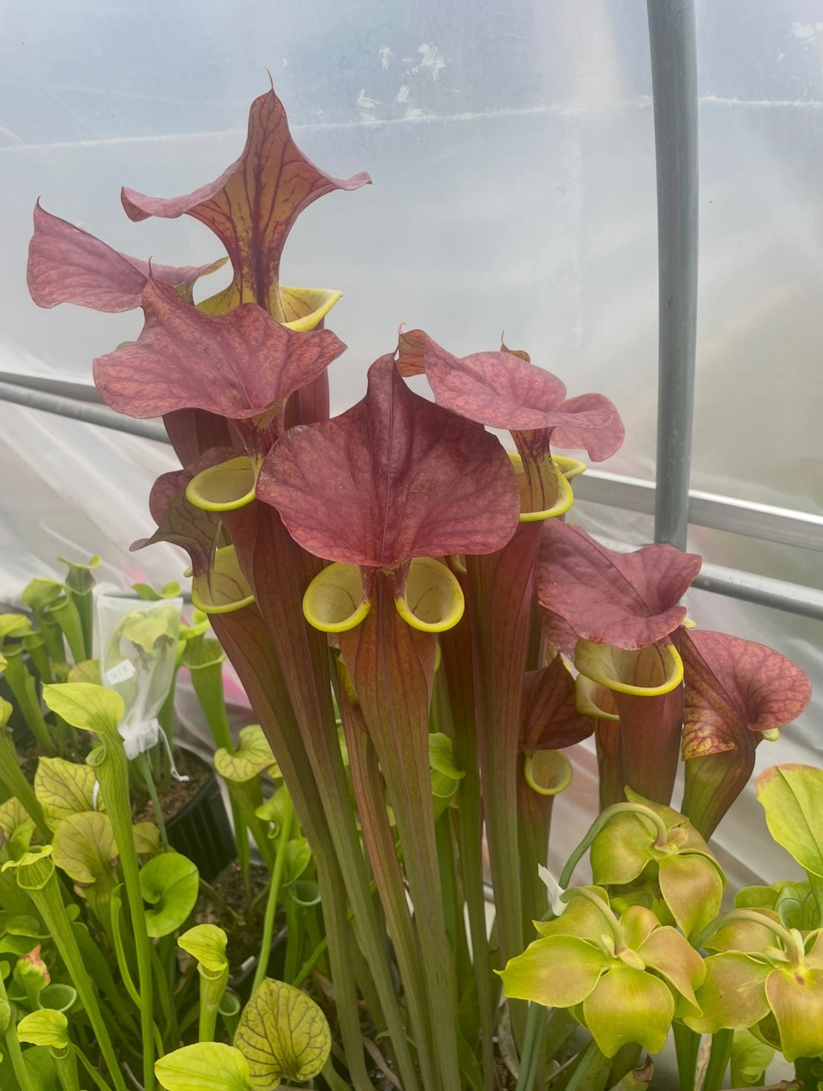 Sarracenia - ‘Waccamaw’ Flava var Atropurpurea