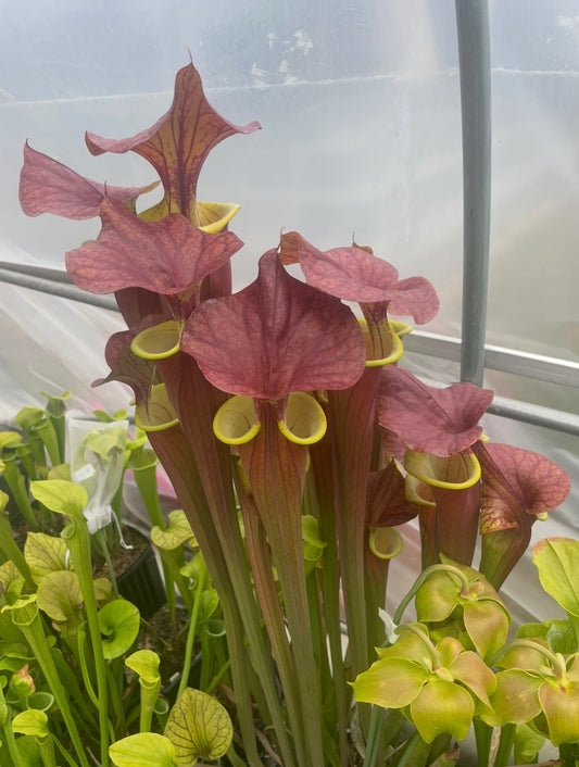 Sarracenia - ‘Waccamaw’ Flava var Atropurpurea