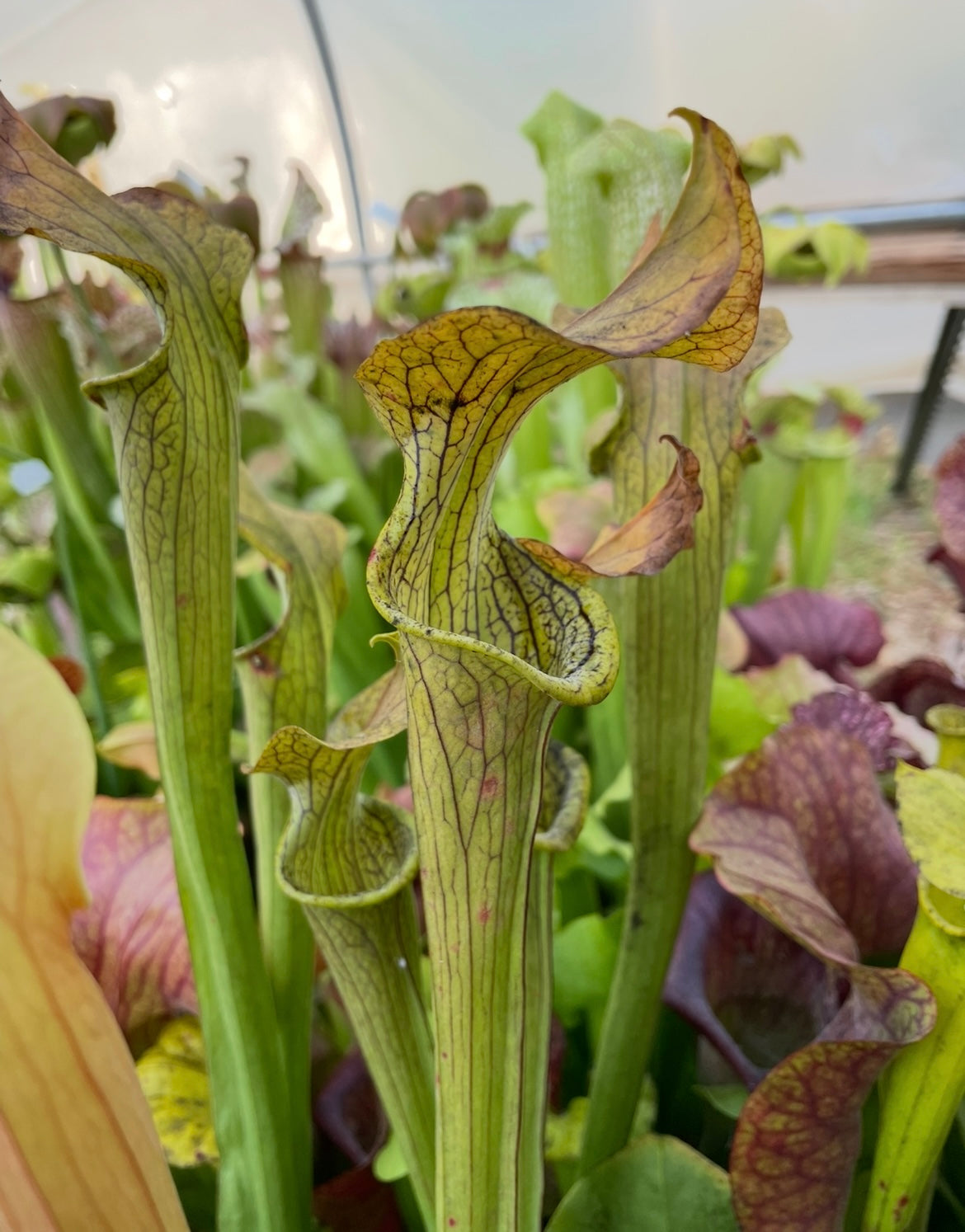 Sarracenia - Harvest of Gold