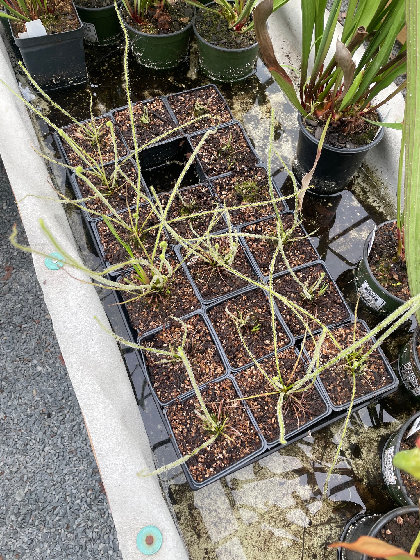 Drosera Filiformas