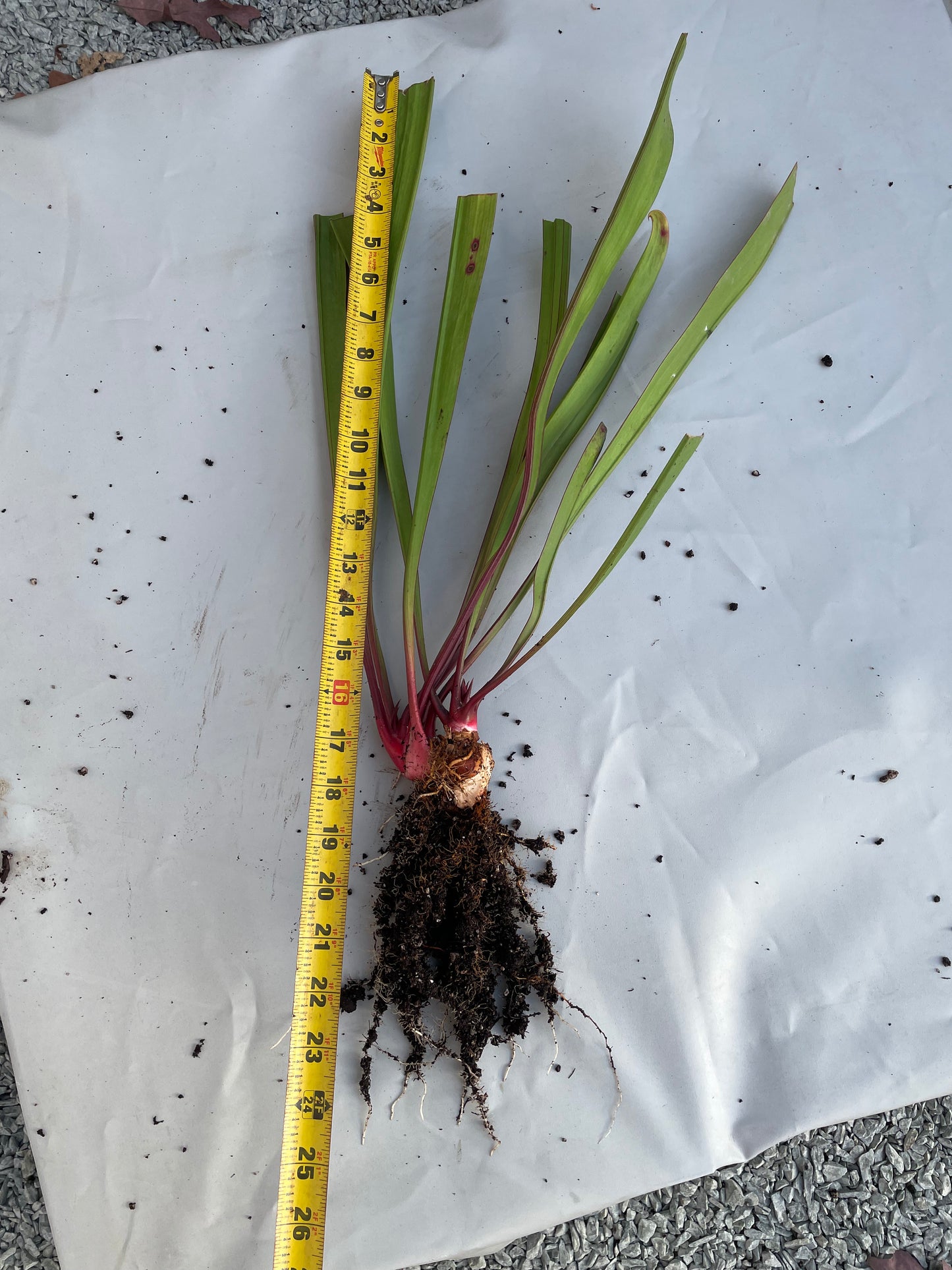 Sarracenia - Saurus Huge 1GP